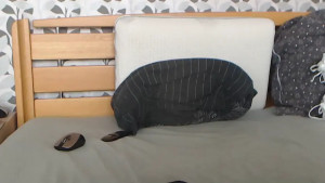 Watch kelywild20 recorded live streams from Chaturbate on 2024/08/22, Cam Archive